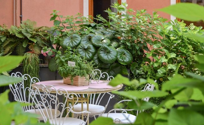 Santo Stefano terrace: a pink round table with white wrought-iron chairs among the greenery