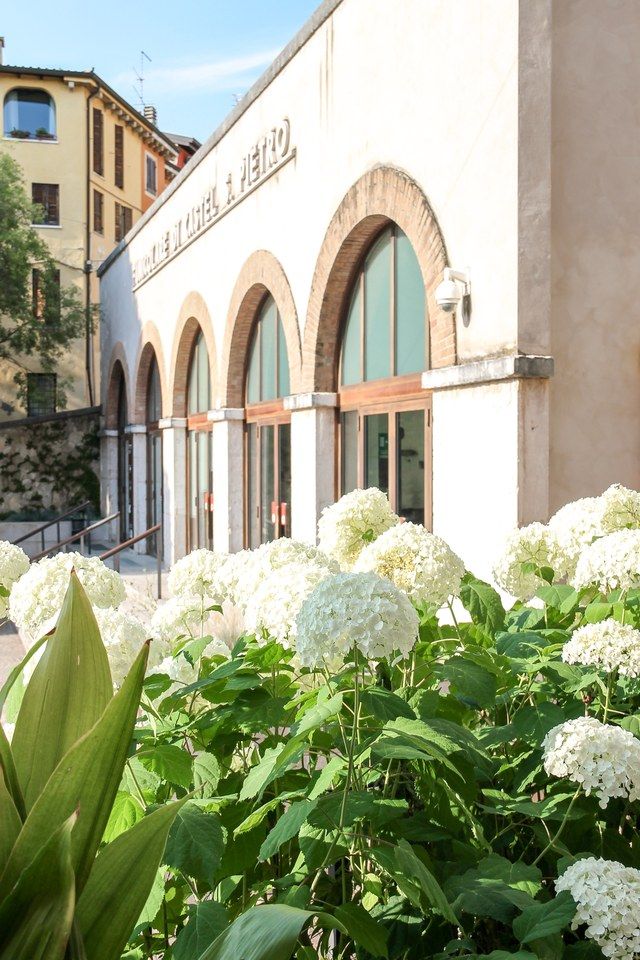 Arcaded historic facade near the Santo Stefano apartment, seen beyond a bush of white hydrangeas